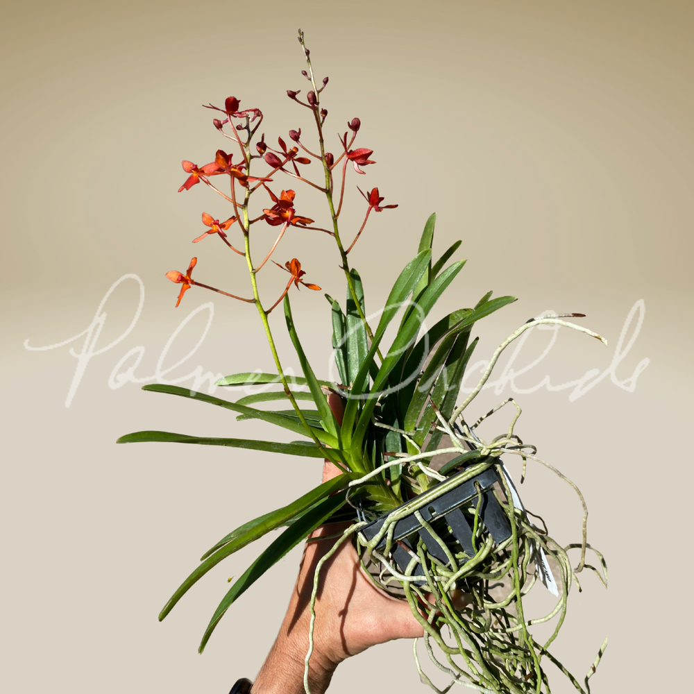 Neof. falcata x Ren. philippinensis — Palmer Orchids